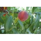 Cresthaven Şeftali F...