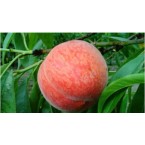 Dixired Şeftali Fida...