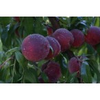 Elegant Lady Şeftali...