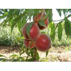 Francoise Şeftali Fi...