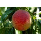 Gloheaven Şeftali Fi...