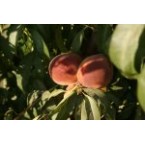 Monroe Şeftali Fidan...