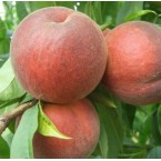 O Henry Şeftali Fida...