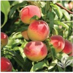 On Numara Şeftali Fi...