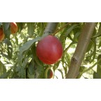 Venüs Nektarin Fidan...