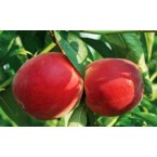 Rich May Şeftali Fid...