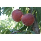 Royal Glory Şeftali ...