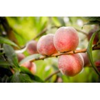 Sagittaria Şeftali F...