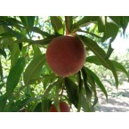 Spring Bella Şeftali...