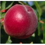 Spring Lady Şeftali ...