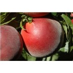 Summer Lady Şeftali ...