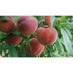 Transvalia  Şeftali ...