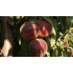 Vista Rich Şeftali F...