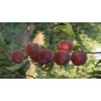 Arbequina Zeytin Fid...