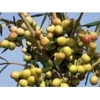 Arbosana Zeytin Fida...