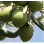 Çekişte Zeytin Zeyti...