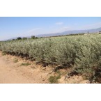 Delice Aşılı Zeytin ...