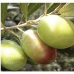 Domat Zeytin Zeytin ...