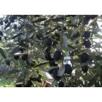 Gemlik (Trilya) Zeyt...