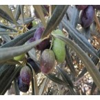 Koroneiki Zeytin Fid...