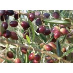 Koroneiki Zeytin Fid...