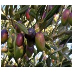 Manzalina Zeytin Fid...