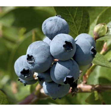 Yaban Mersini (Blueberry – Mavi Yemiş) Yaban Mersini Fidanı