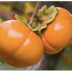 Fuyu Trabzon Hurması...