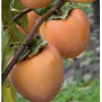 Hachiya Trabzon Hurm...