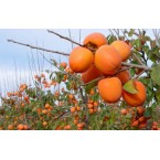 Rojo Brillante Trabz...