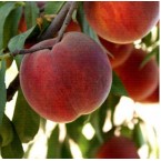 Red Elegant Şeftali ...