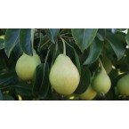 Limon Armut  Armut F...