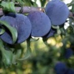 Black Amber Erik Fid...