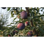 Black Diamond Erik F...