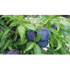 Black Beauty Erik Fi...