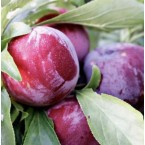 Early Queen Erik Fid...