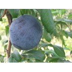 Friar Erik Fidanı...