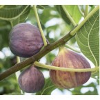 Bursa Siyahı İncir F...