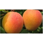 Alyanak Kayısı Fidan...