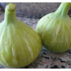 Bardacık İncir Fidan...