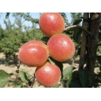 Orange Ruby (Porfect...