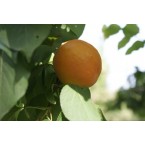 Precoce De Thyrinte ...