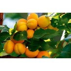 Tokaloğlu Kayısı Fid...