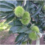 Kemer Kestane Fidanı...