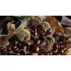 Şekerci Kestane Fida...