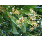 Ihlamur Ihlamur Fida...