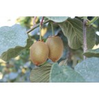 Hayvard Kivi Fidanı...