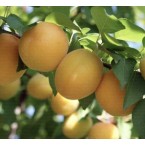 Şekerpare Kayısı Fid...