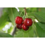 0900 Ziraat Kiraz Fi...