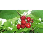 Cristobalina Kiraz F...